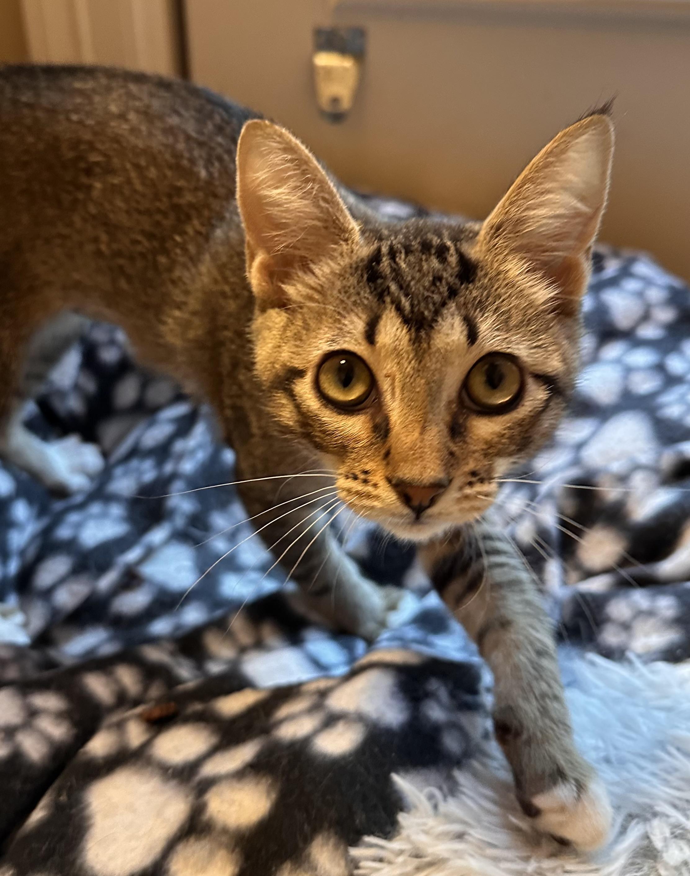 Kitten Nugget - Riley Fuzzel Petsmart
