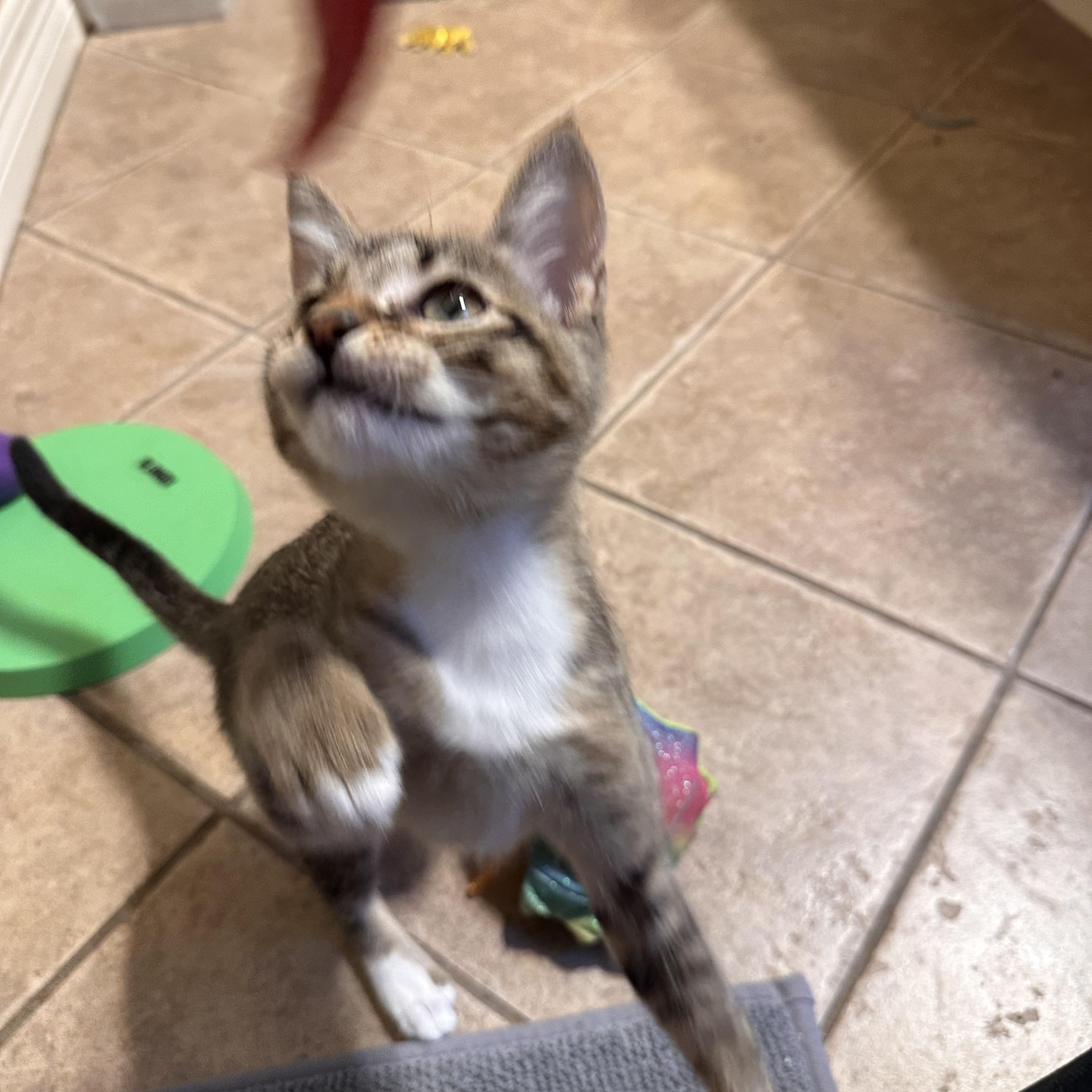 Kitten Nugget - Riley Fuzzel Petsmart
