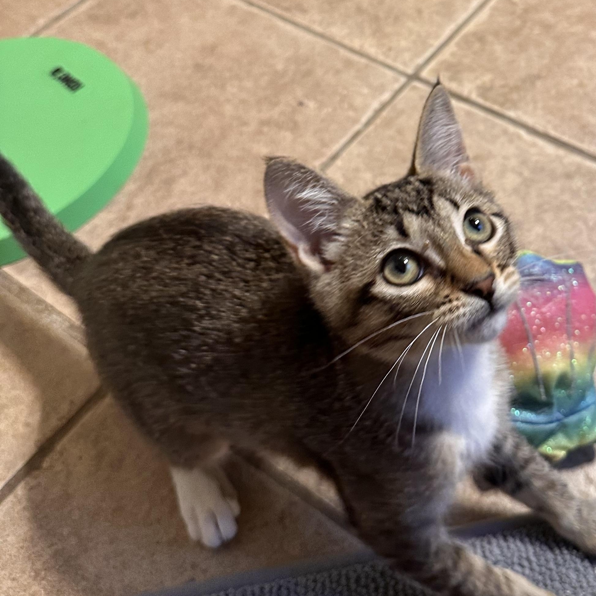 Kitten Nugget - Riley Fuzzel Petsmart