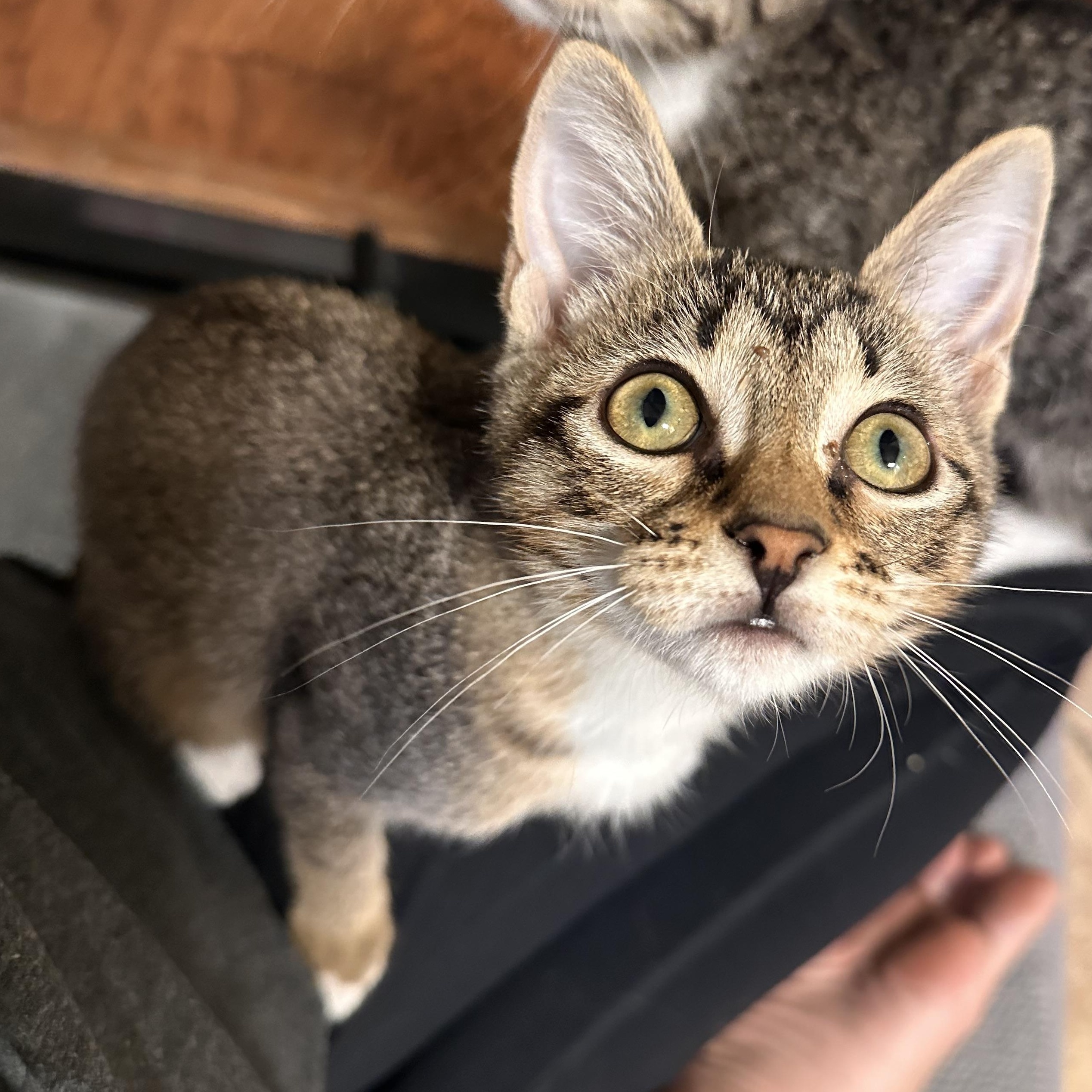 Kitten Nugget - Riley Fuzzel Petsmart