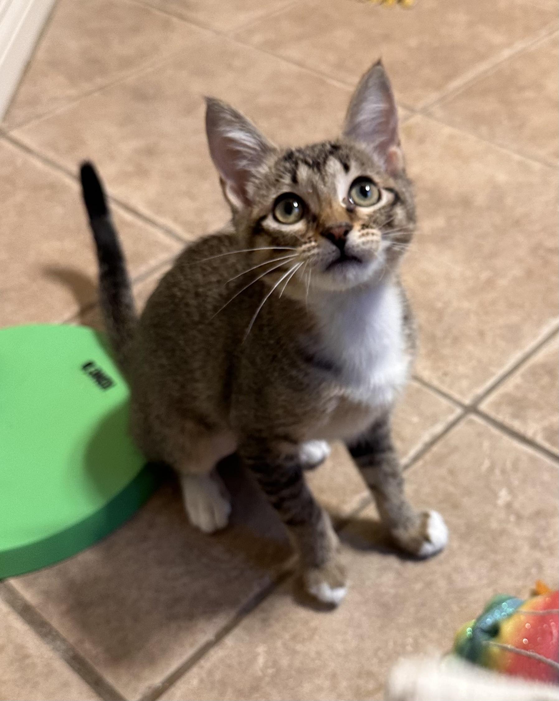Kitten Nugget - Riley Fuzzel Petsmart