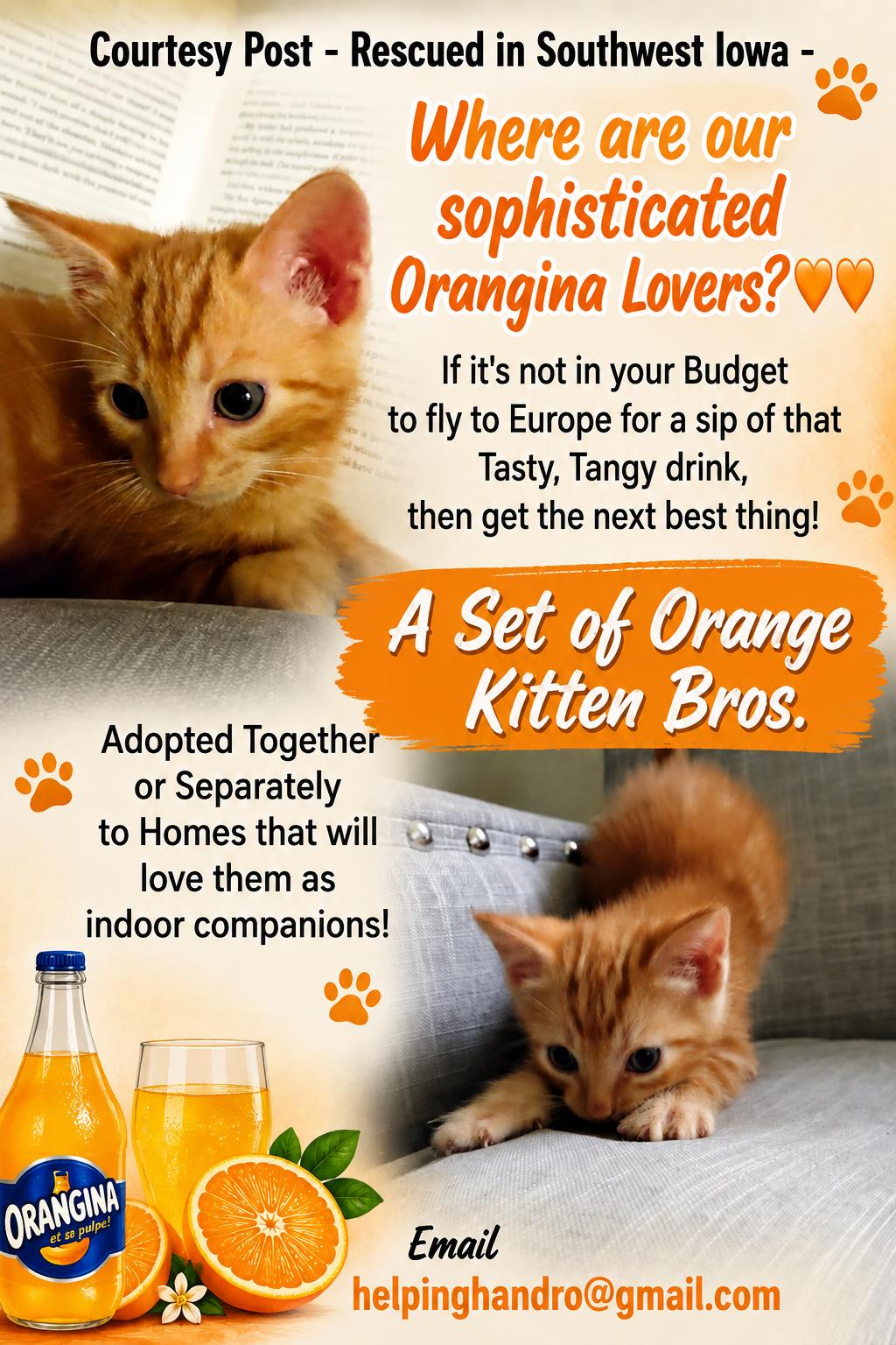 Enlarge Orange Bros, a Adopted mixed breed in Omaha, NE image 1/3
