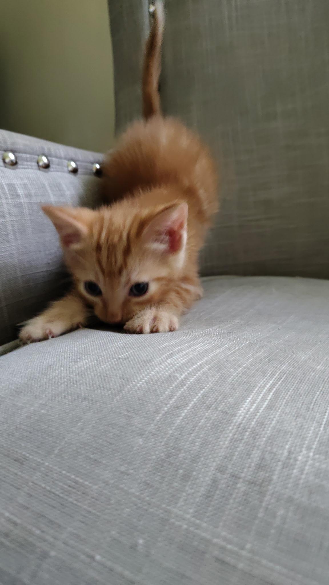 Enlarge Orange Bros, a Adopted mixed breed in Omaha, NE image 3/3
