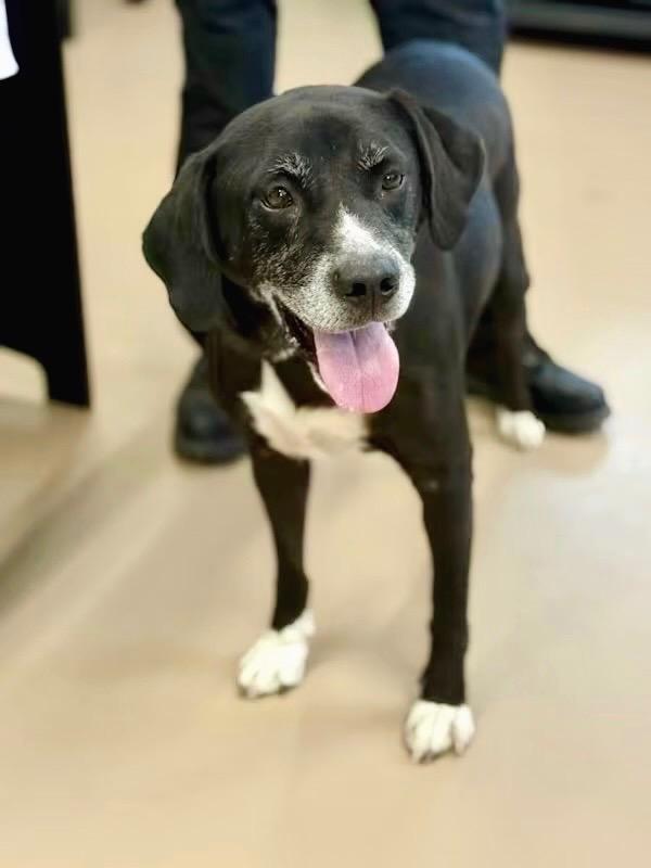 Debo, Adoptable, Senior Male Labrador Retriever.