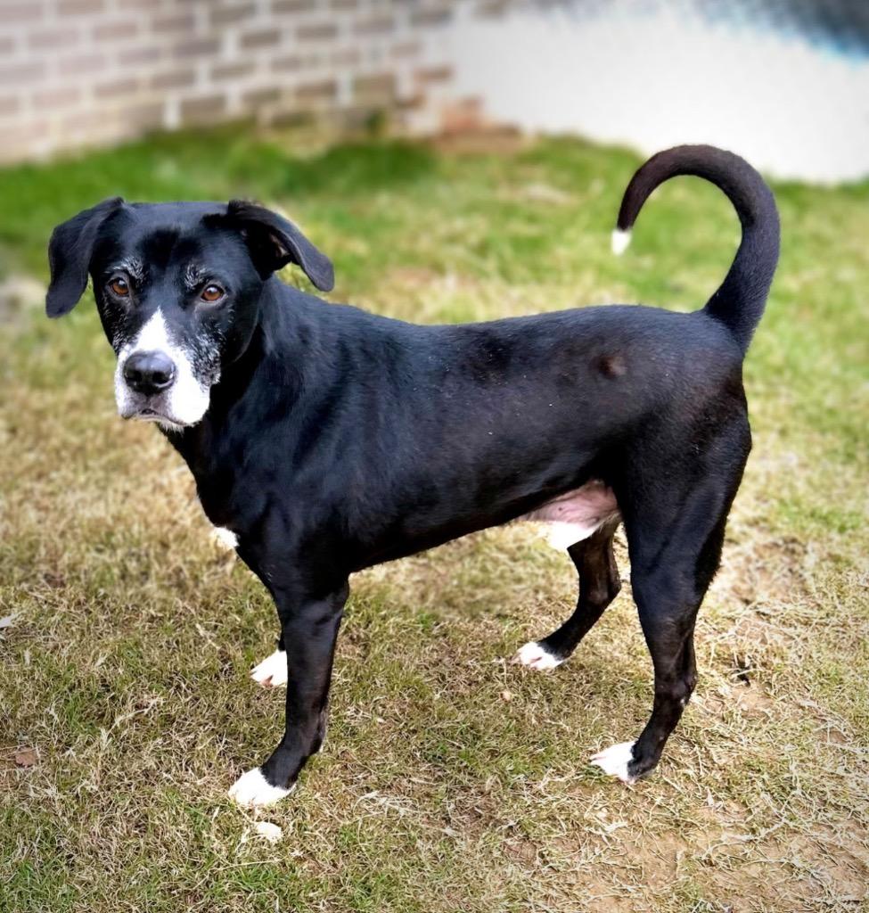 Enlarge Debo, a Adoptable mixed breed in Princeton, MA image 2/6