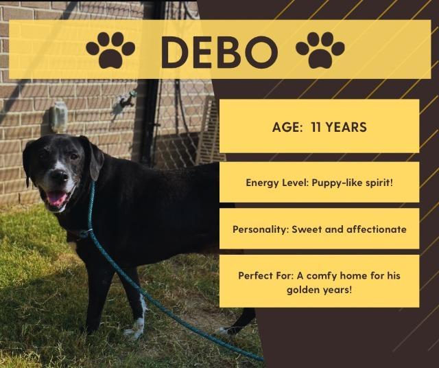 Enlarge Debo, a Adoptable mixed breed in Princeton, MA image 4/6
