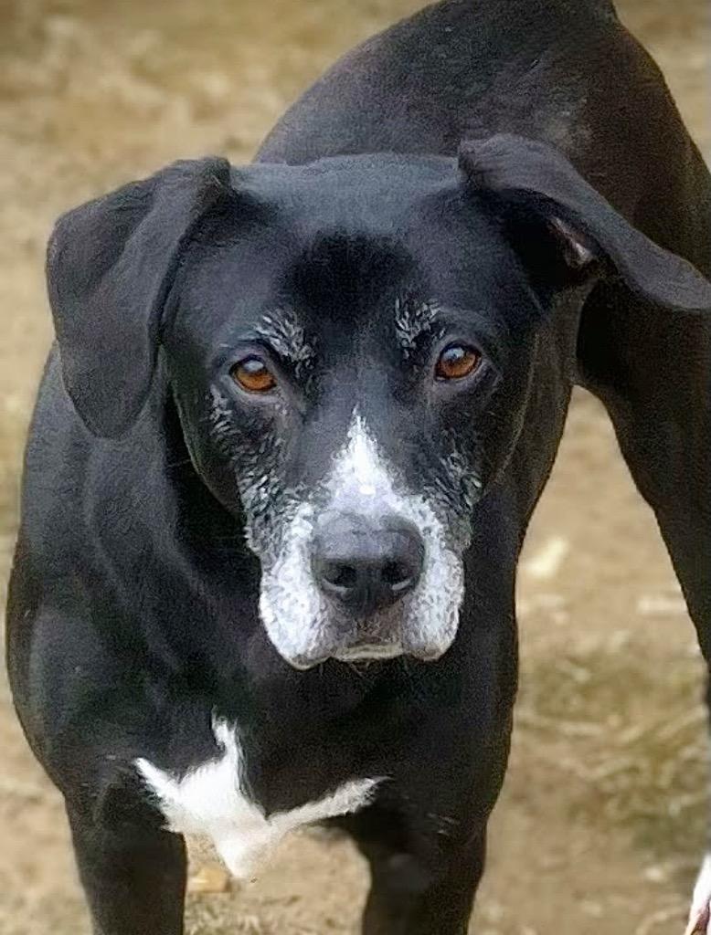 Enlarge Debo, a Adoptable mixed breed in Princeton, MA image 5/6