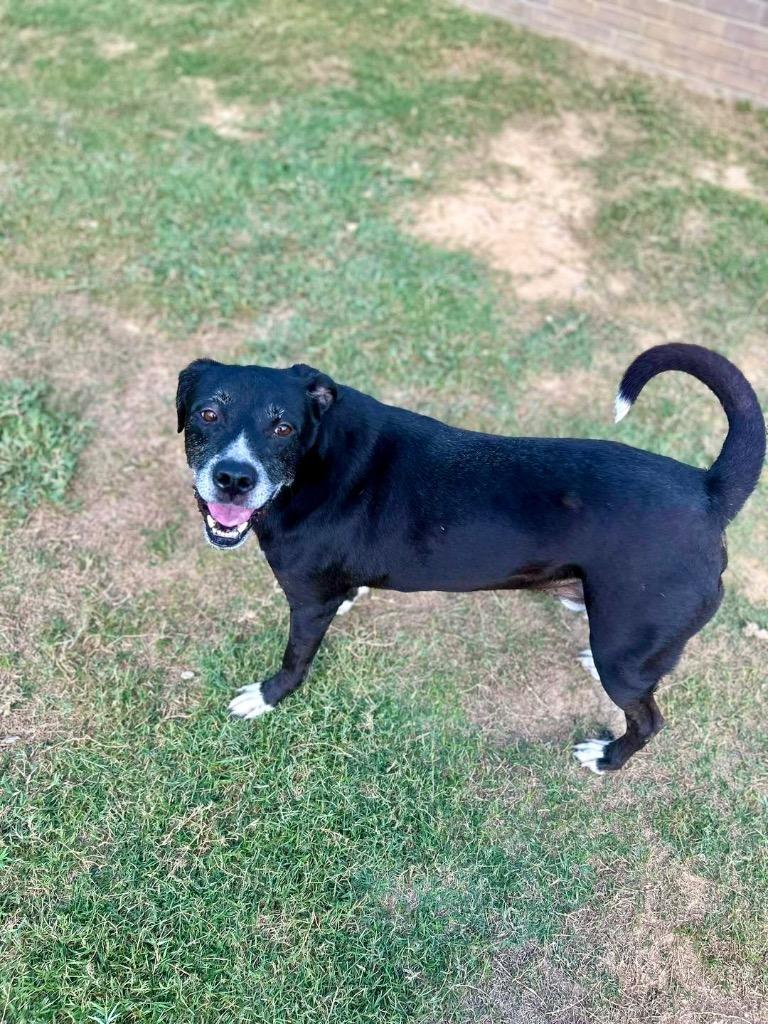 Enlarge Debo, a Adoptable mixed breed in Princeton, MA image 6/6