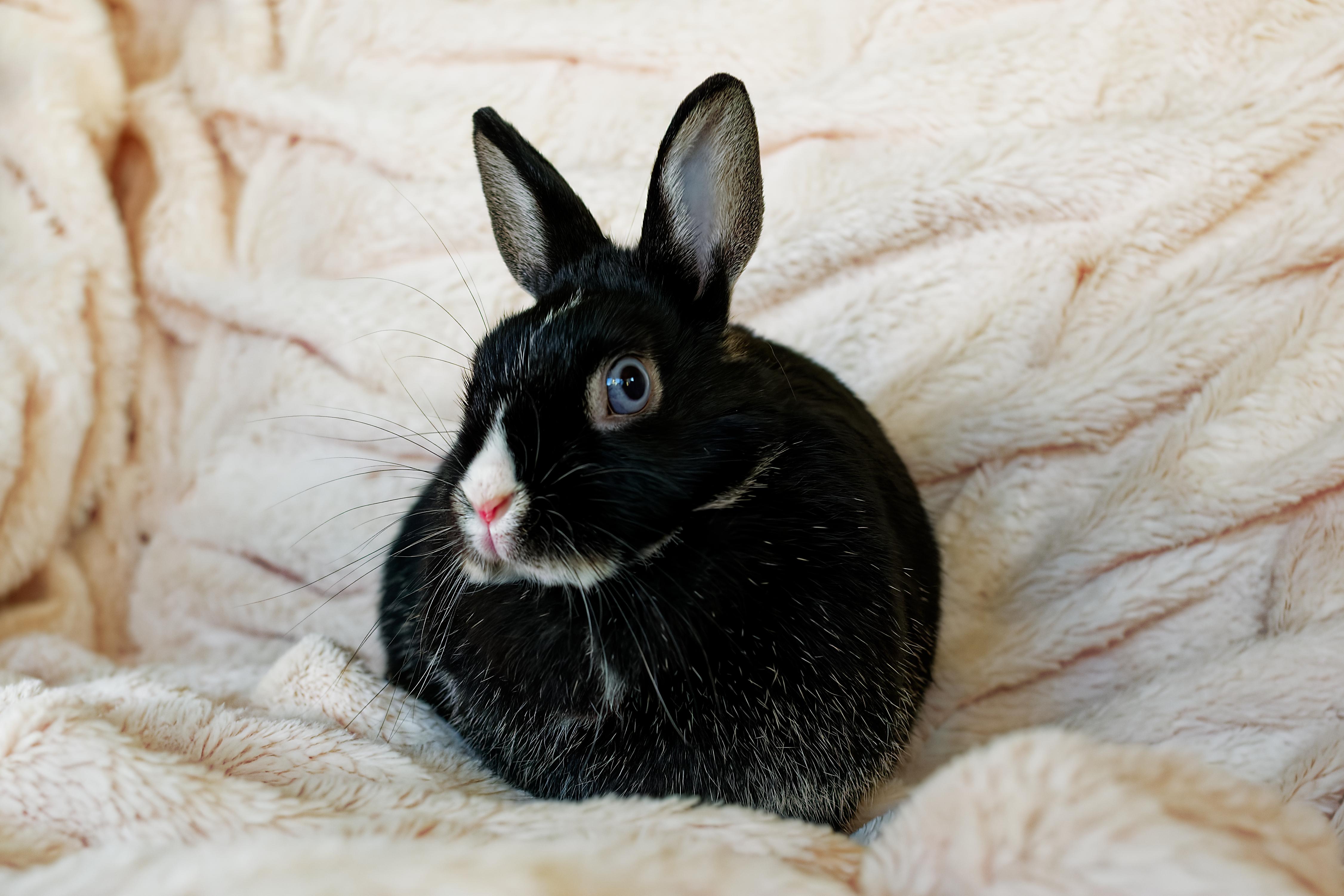 Enlarge Rosie, an adopted mixed breed in Coralville, IA image 4/4