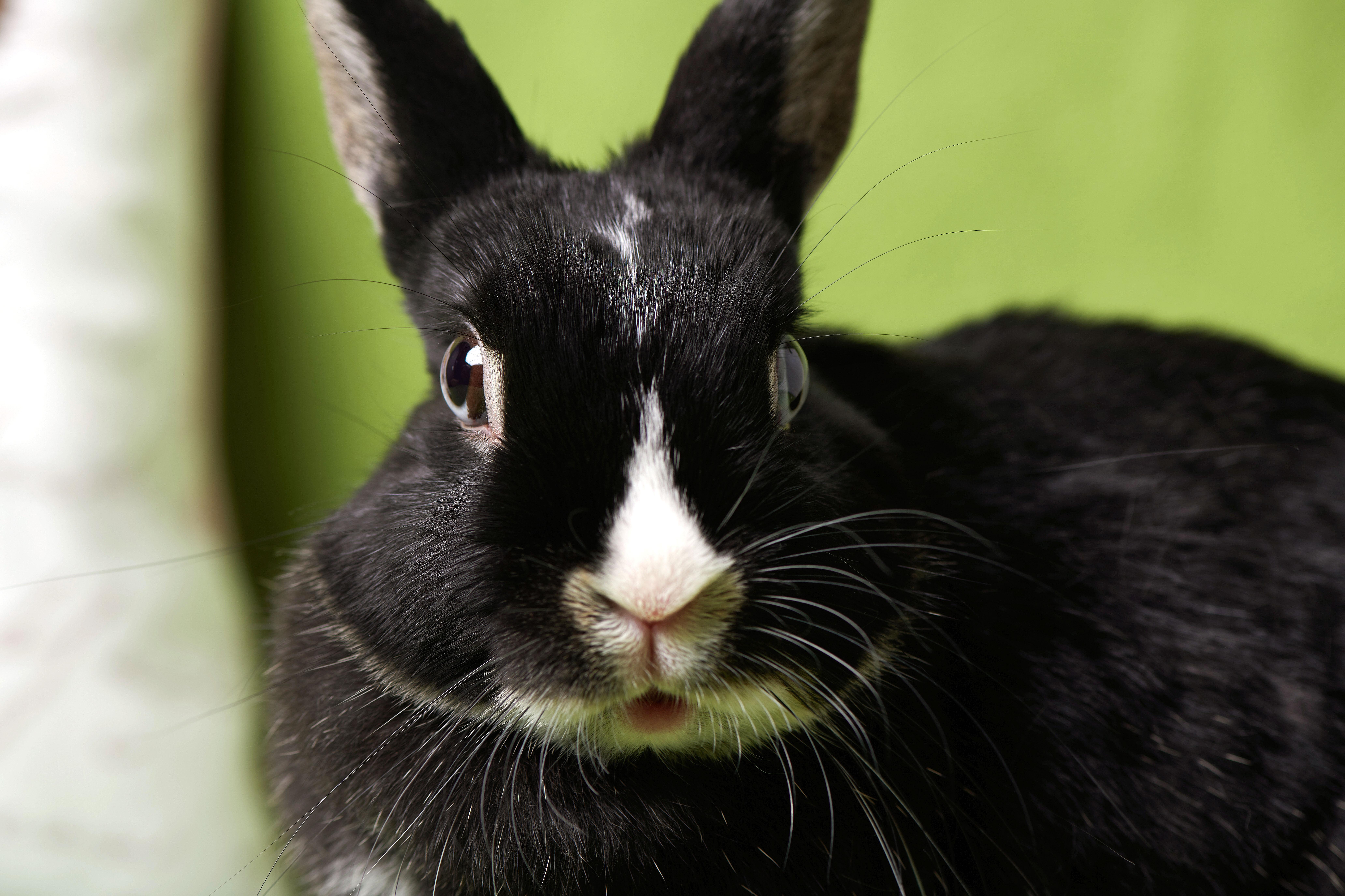 Rosie, adopted, Adult Female Netherland Dwarf & Dutch.