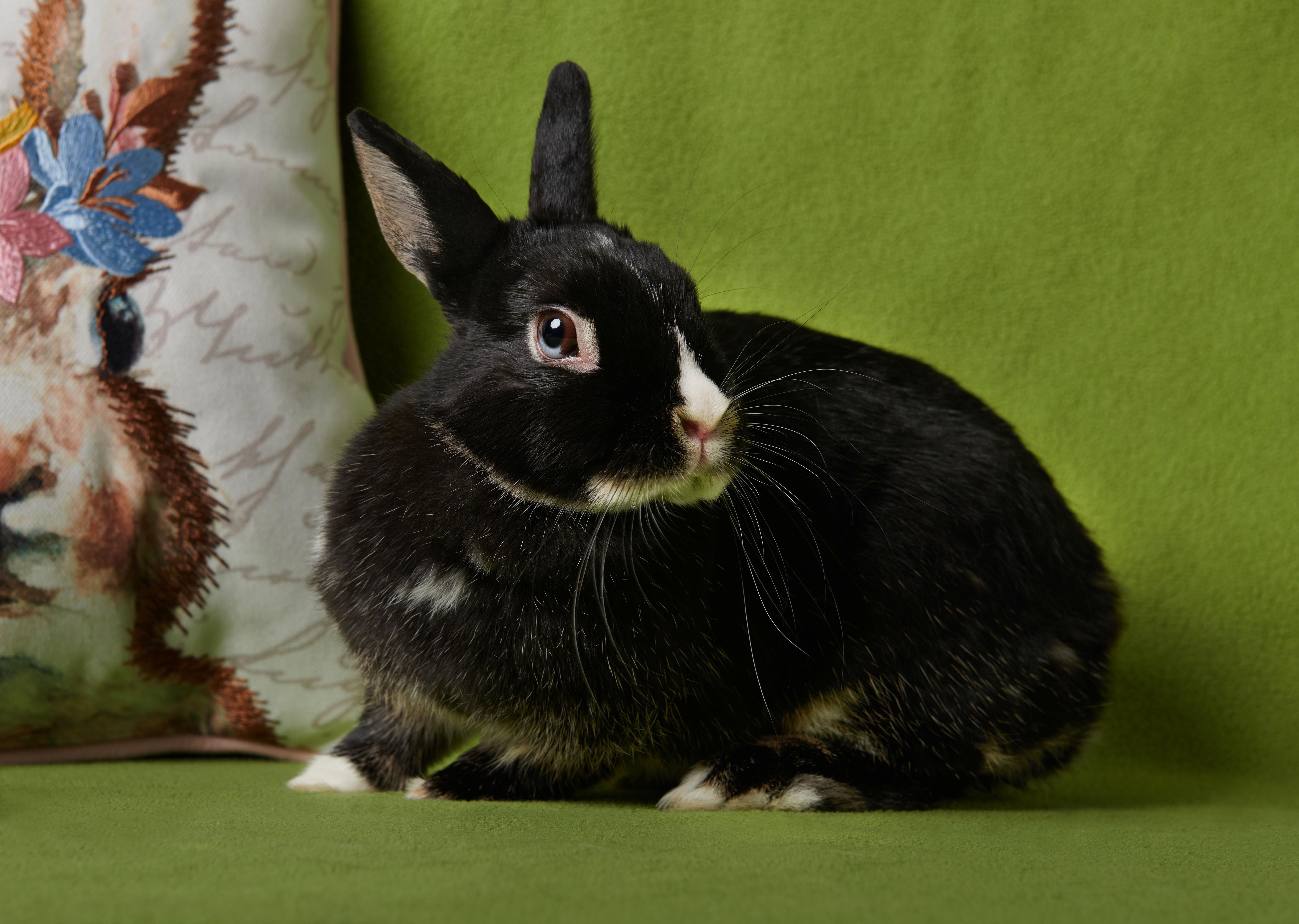 Enlarge Rosie, an adopted mixed breed in Coralville, IA image 3/4