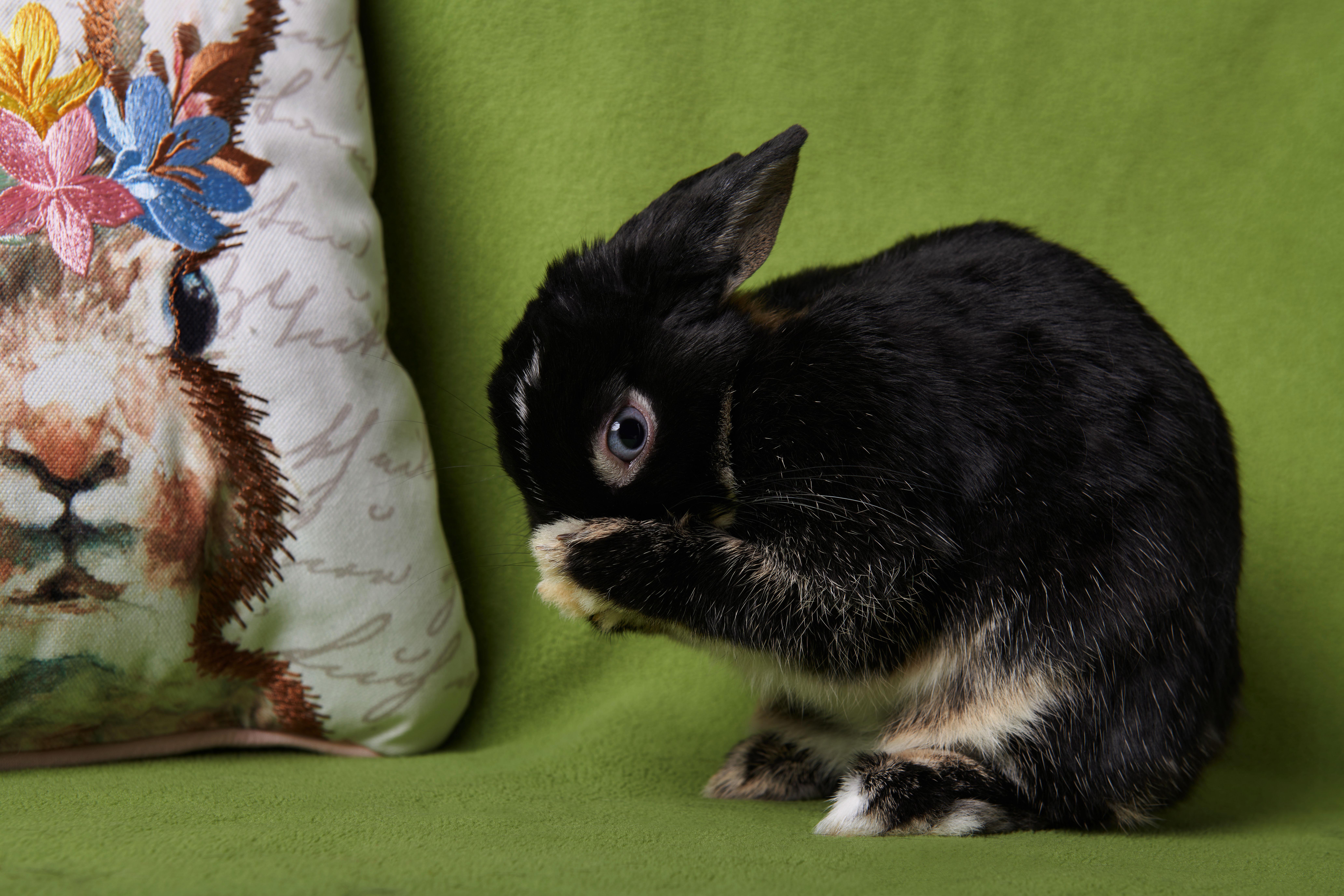 Enlarge Rosie, an adopted mixed breed in Coralville, IA image 2/4