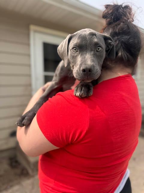 Russell, an adopted Mixed Breed in Kenosha, WI image 3/6