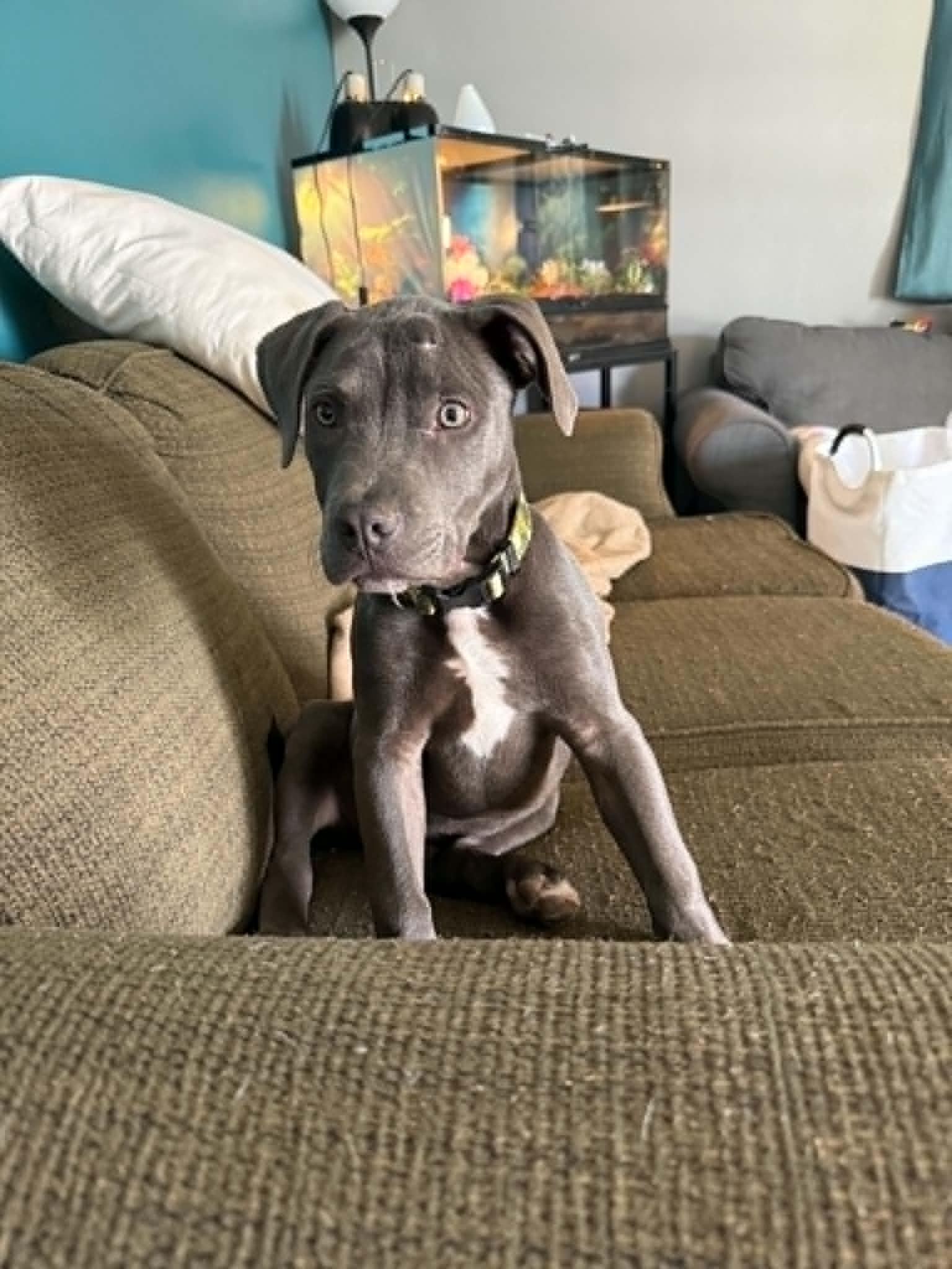 Russell, an adopted Mixed Breed in Kenosha, WI image 2/6