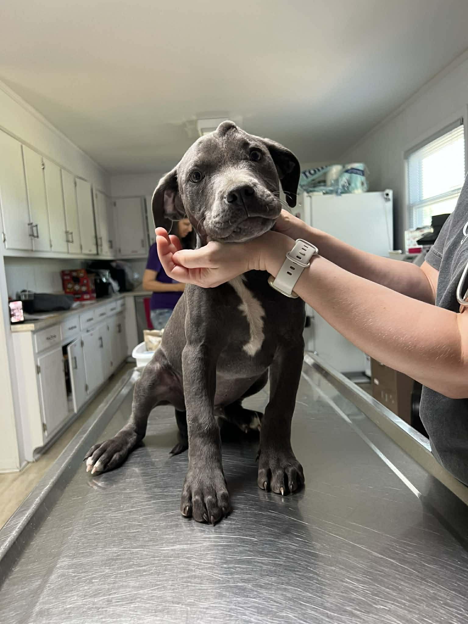 Russell, an adopted Mixed Breed in Kenosha, WI image 5/6