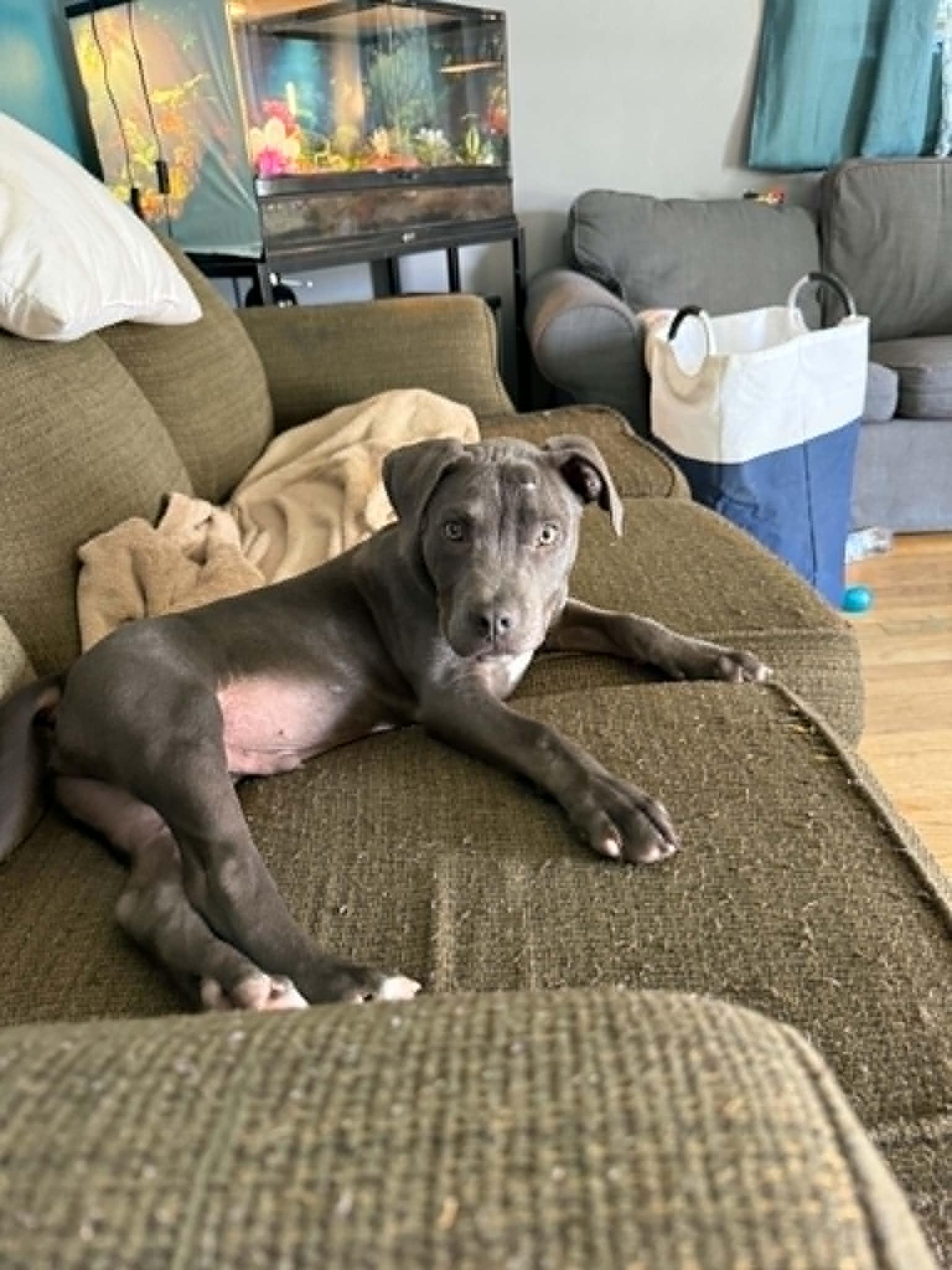 Russell, adopted, Puppy Male Mixed Breed.