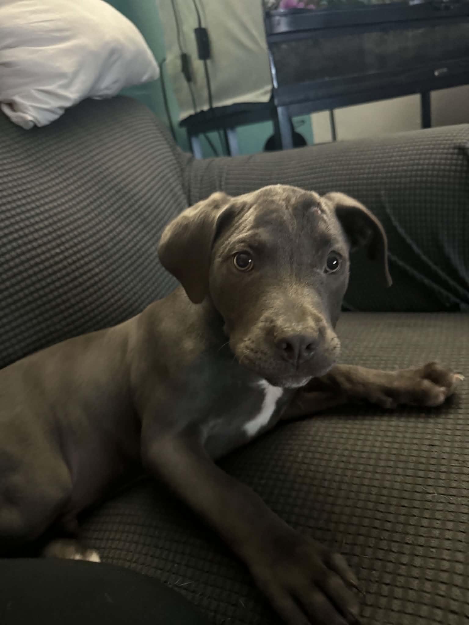 Russell, an adopted Mixed Breed in Kenosha, WI image 4/6