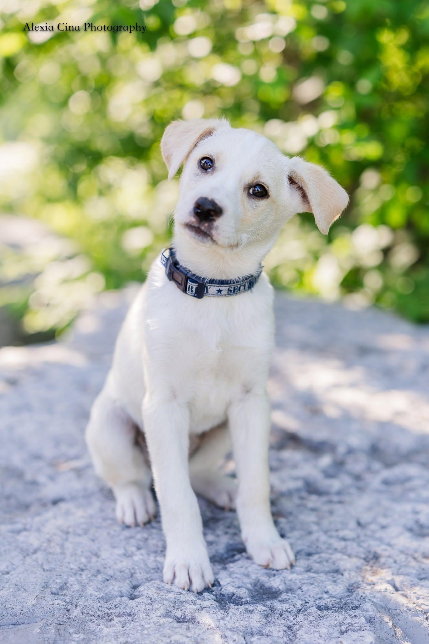 Enlarge Tiffany, a ADOPTABLE mixed breed in Drumbo, ON image 1/4