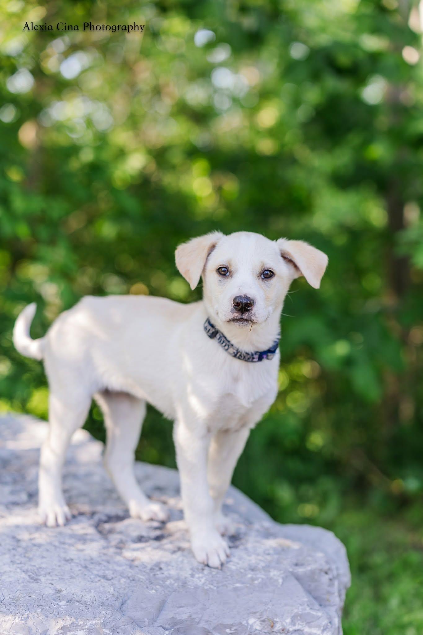 Enlarge Tiffany, a ADOPTABLE mixed breed in Drumbo, ON image 3/4