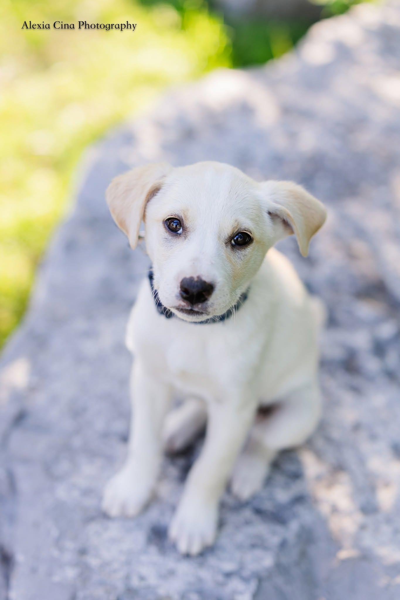 Enlarge Tiffany, a ADOPTABLE mixed breed in Drumbo, ON image 4/4