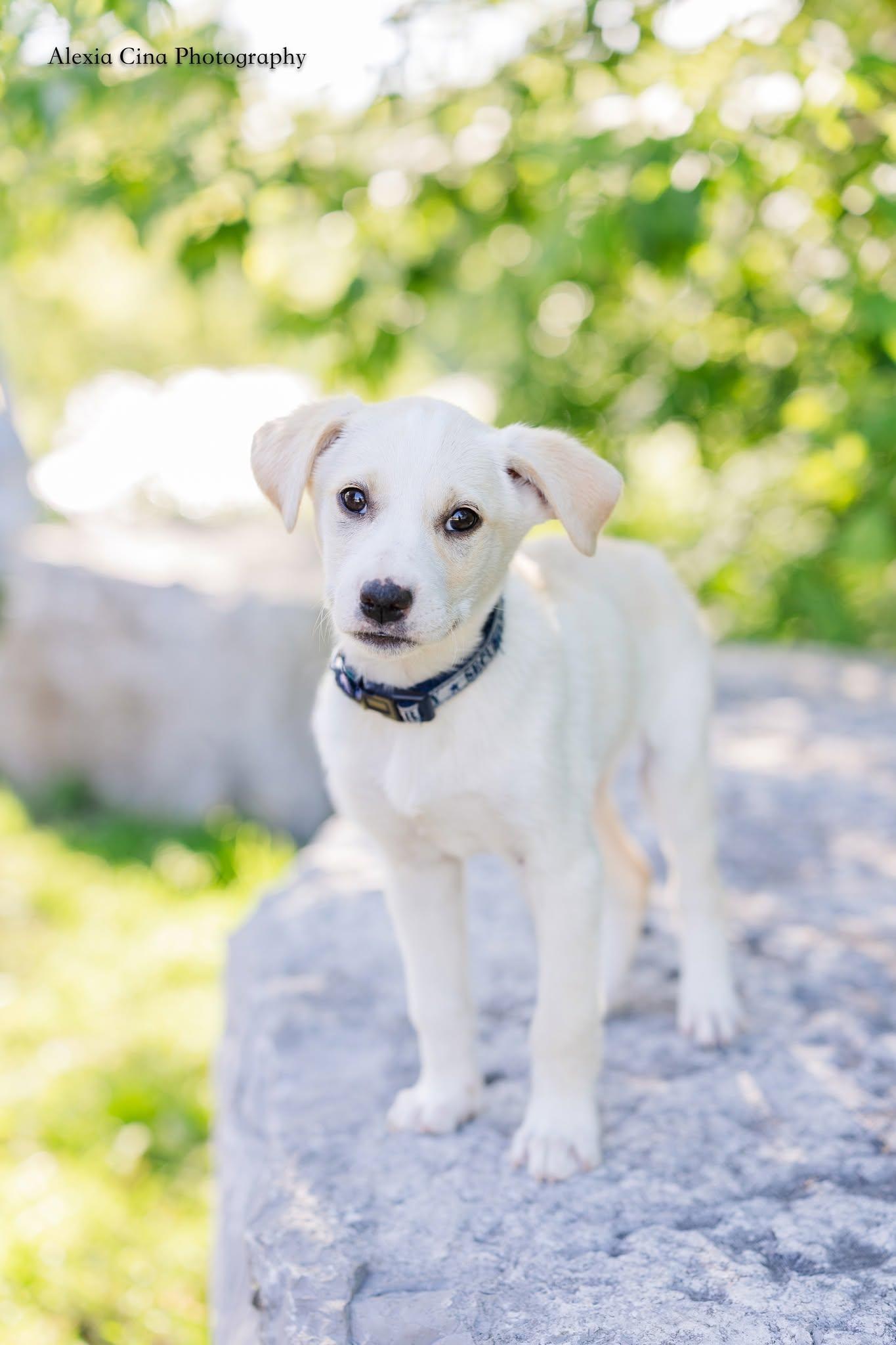 Enlarge Tiffany, a ADOPTABLE mixed breed in Drumbo, ON image 2/4