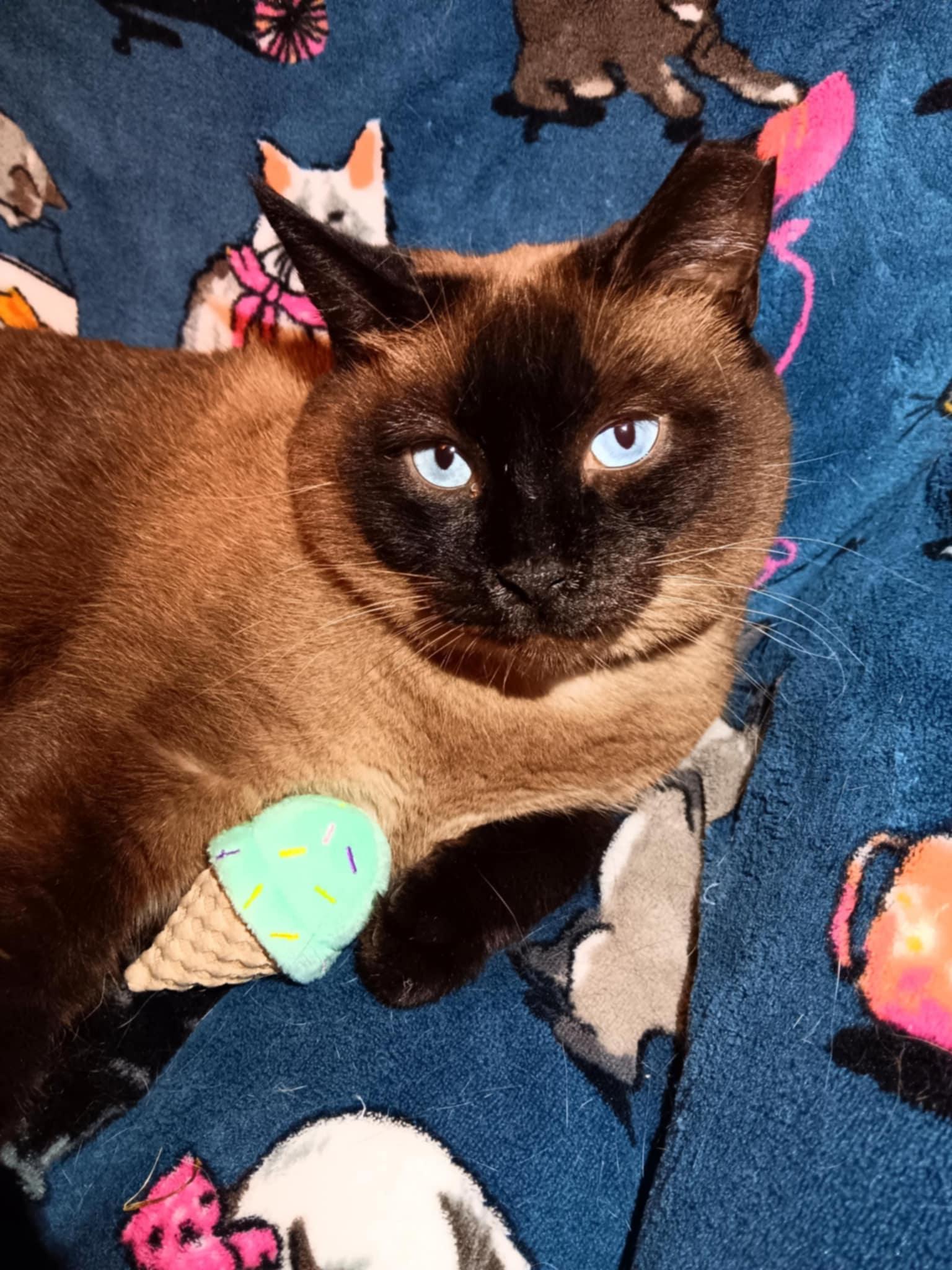 Enlarge Gia, a Adopted Siamese in Quincy, OH image 1/2