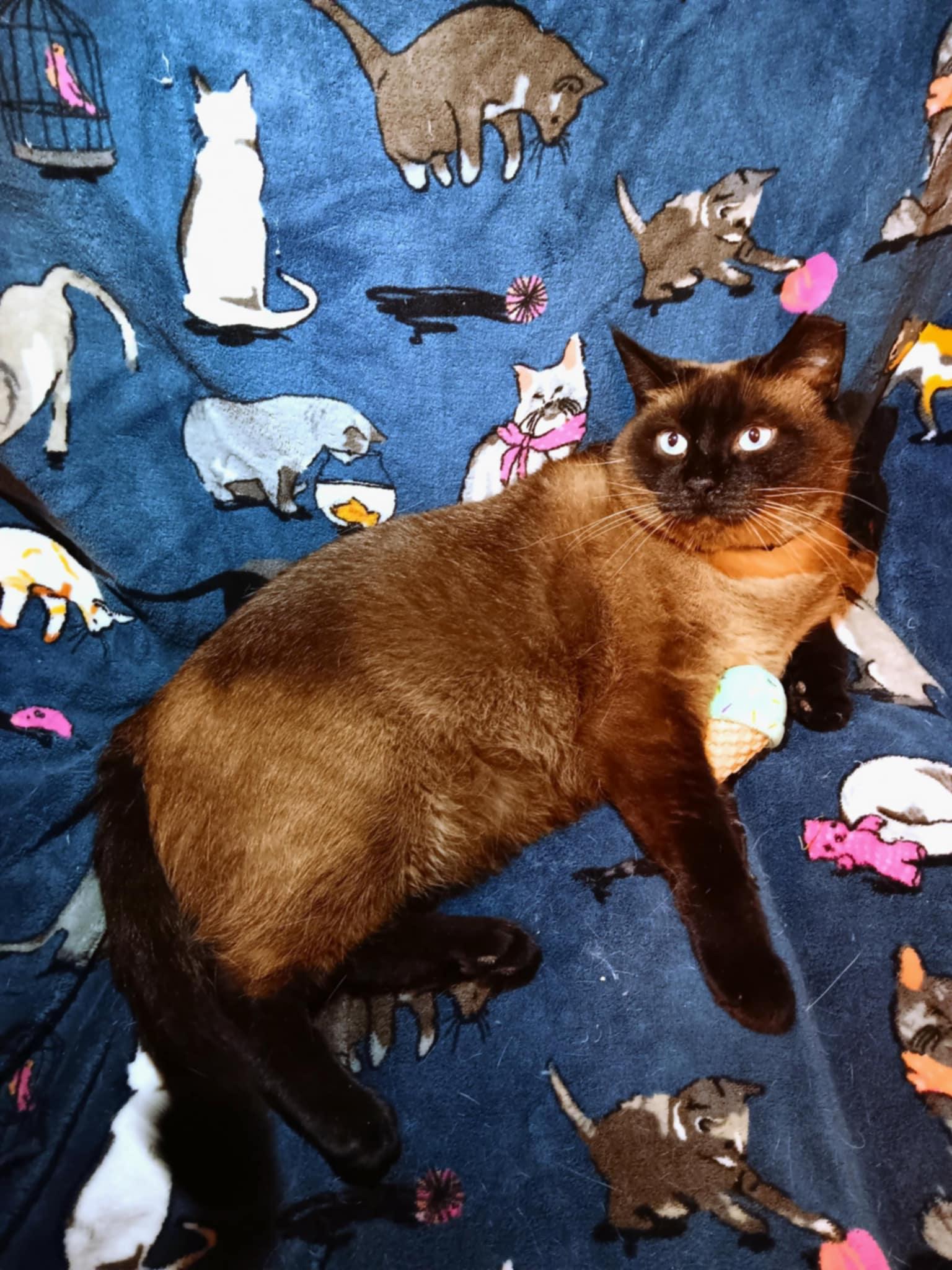 Enlarge Gia, a Adopted Siamese in Quincy, OH image 2/2