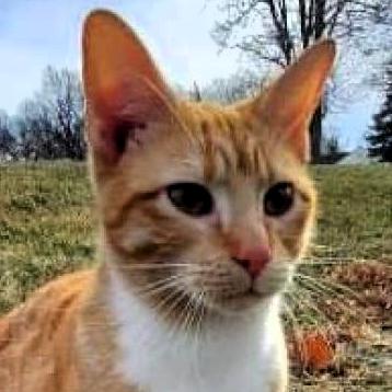 Mirabel, Adoptable, Adult Female Domestic Short Hair.