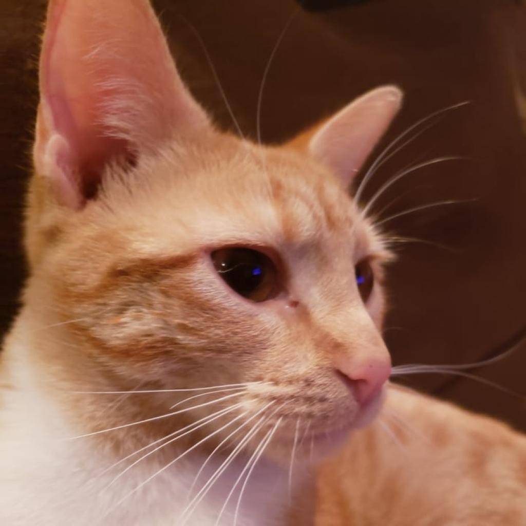 Enlarge Mirabel, a Adoptable Domestic Short Hair in Shawnee, KS image 2/5