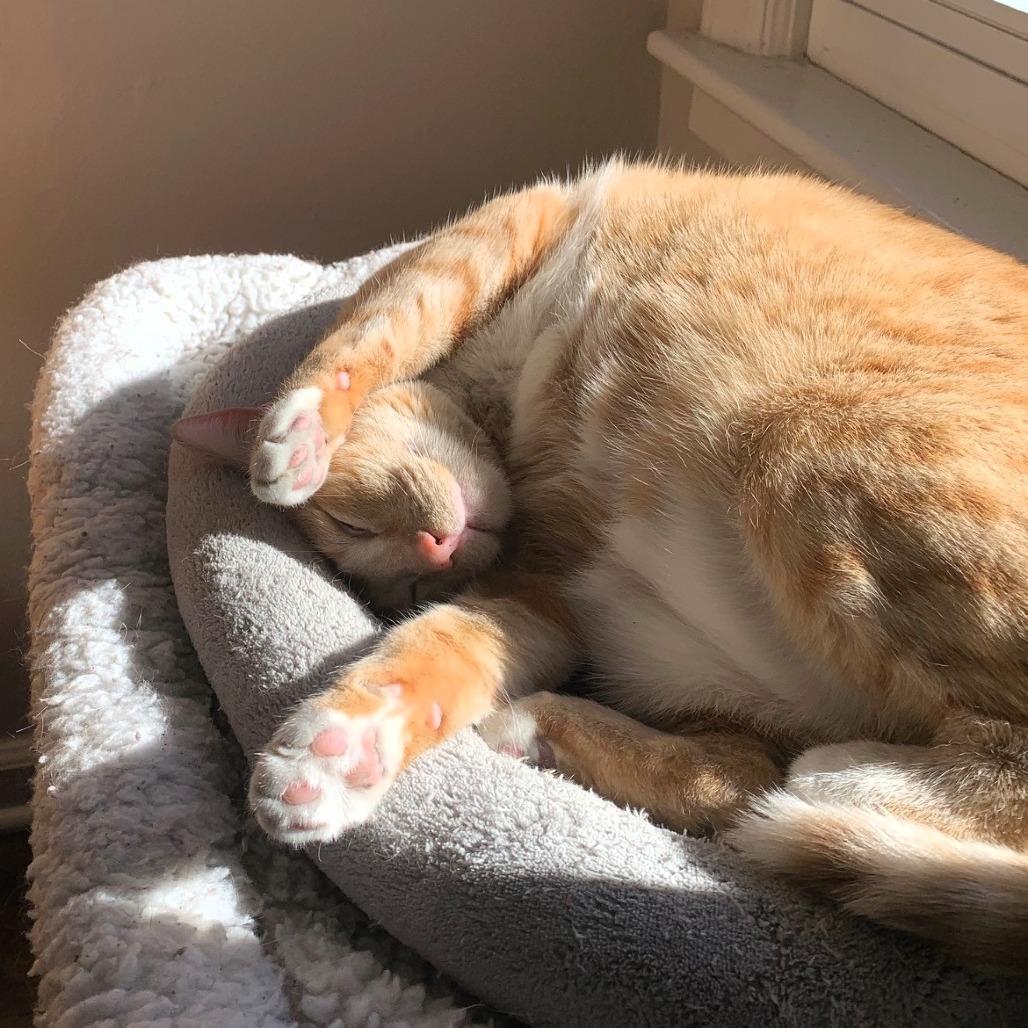 Enlarge Mirabel, a Adoptable Domestic Short Hair in Shawnee, KS image 3/5