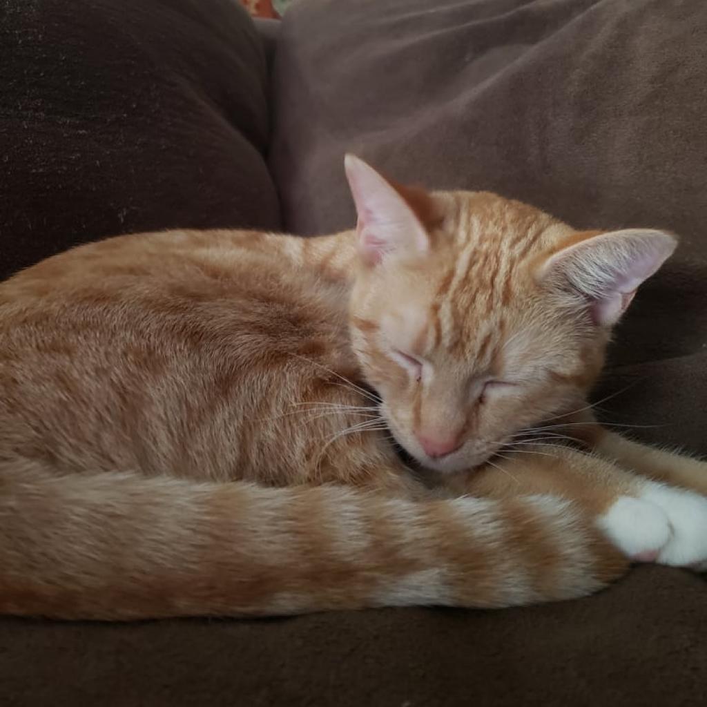 Enlarge Mirabel, a Adoptable Domestic Short Hair in Shawnee, KS image 4/5