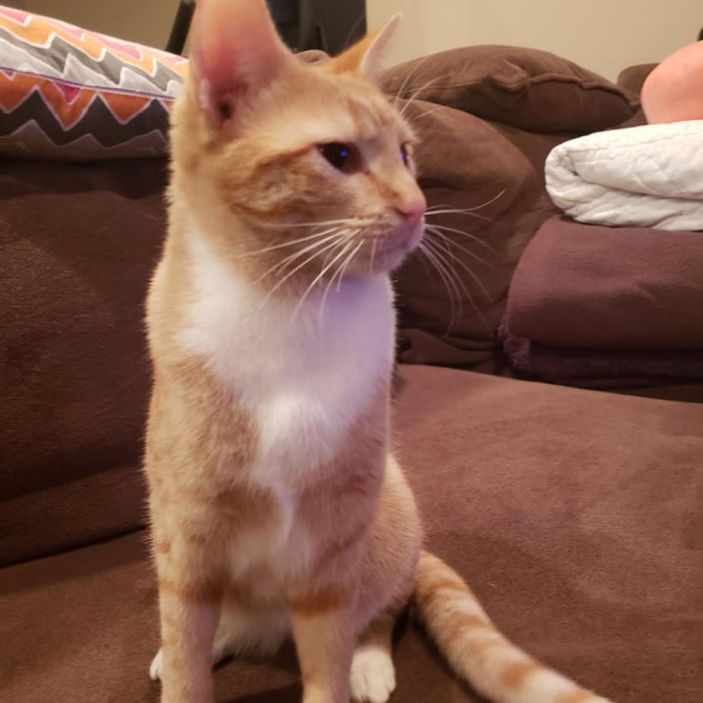 Enlarge Mirabel, a Adoptable Domestic Short Hair in Shawnee, KS image 5/5