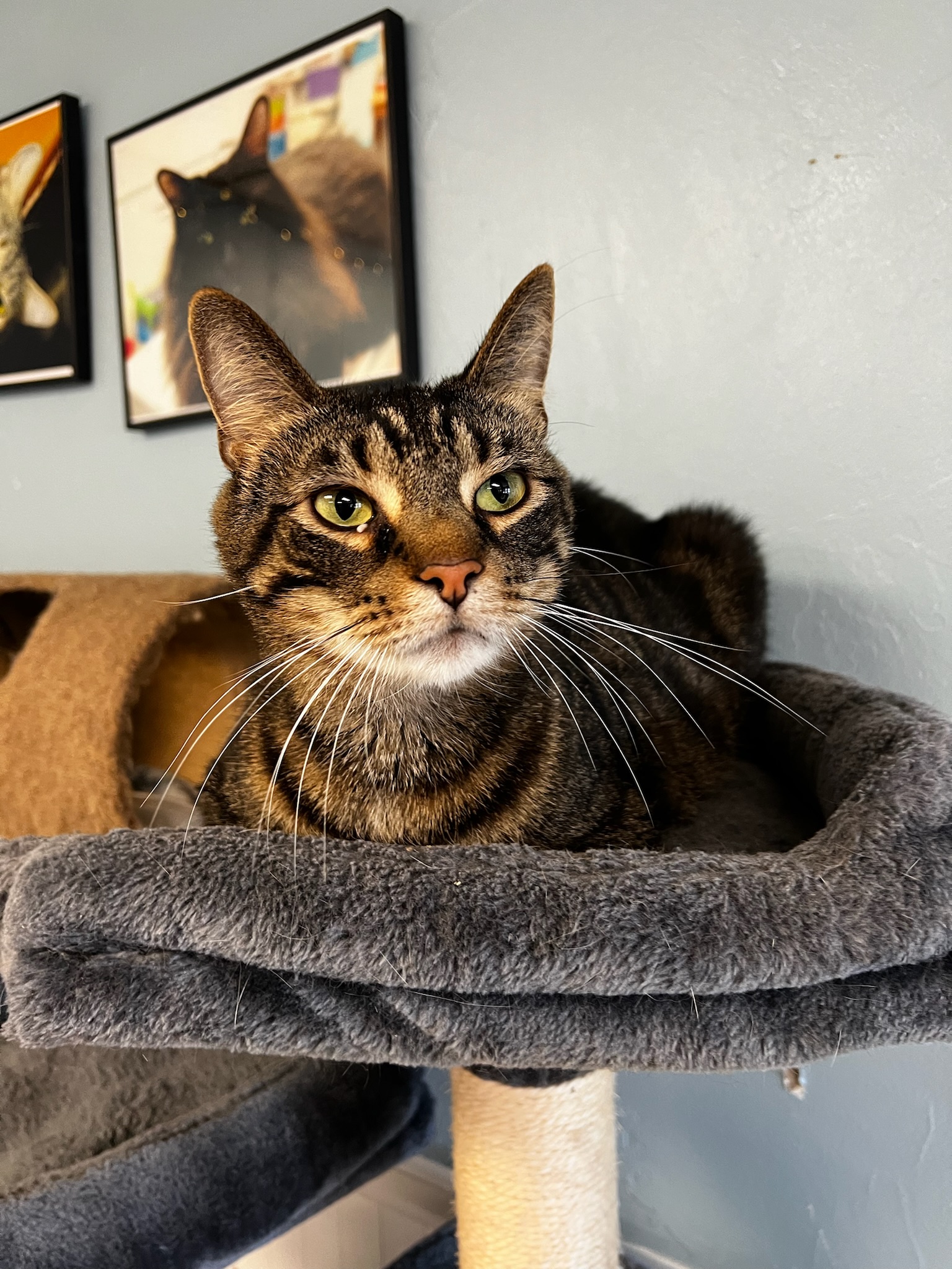 Enlarge Juju, a Adoptable Domestic Short Hair in McDonald, PA image 3/6