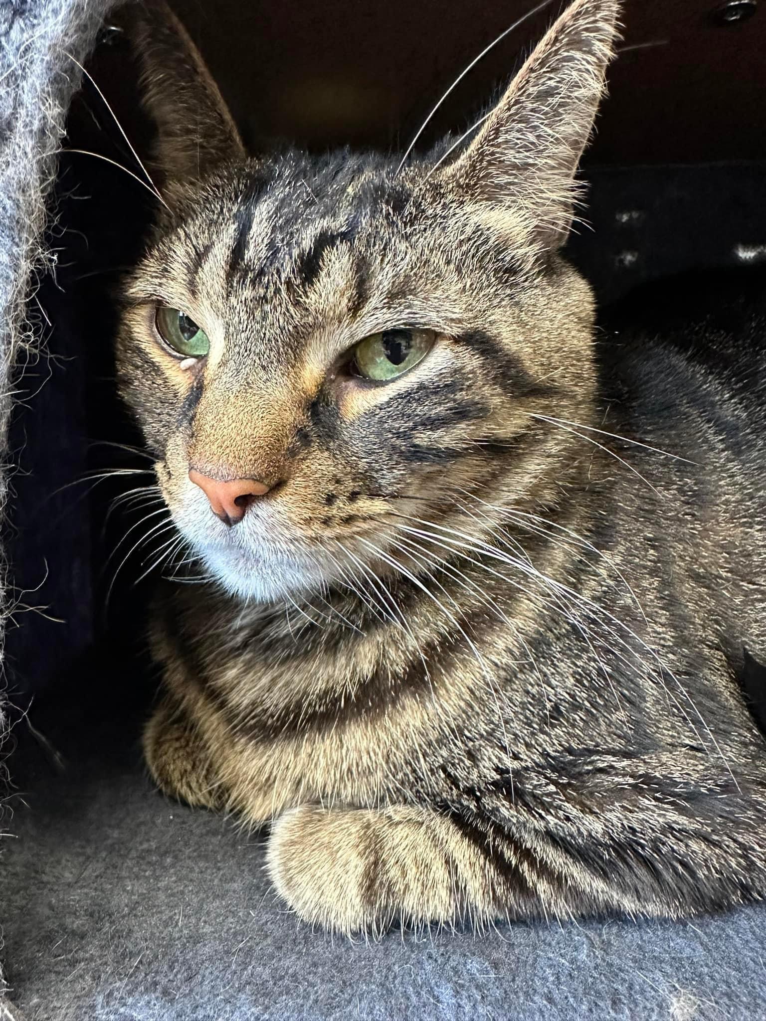 Enlarge Juju, a Adoptable Domestic Short Hair in McDonald, PA image 6/6