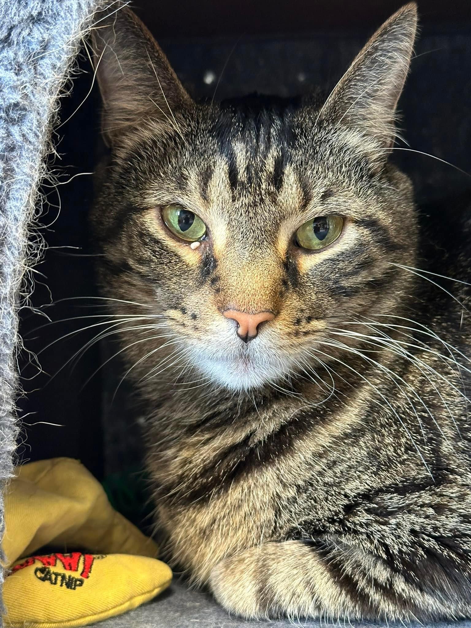 Enlarge Juju, a Adoptable Domestic Short Hair in McDonald, PA image 5/6
