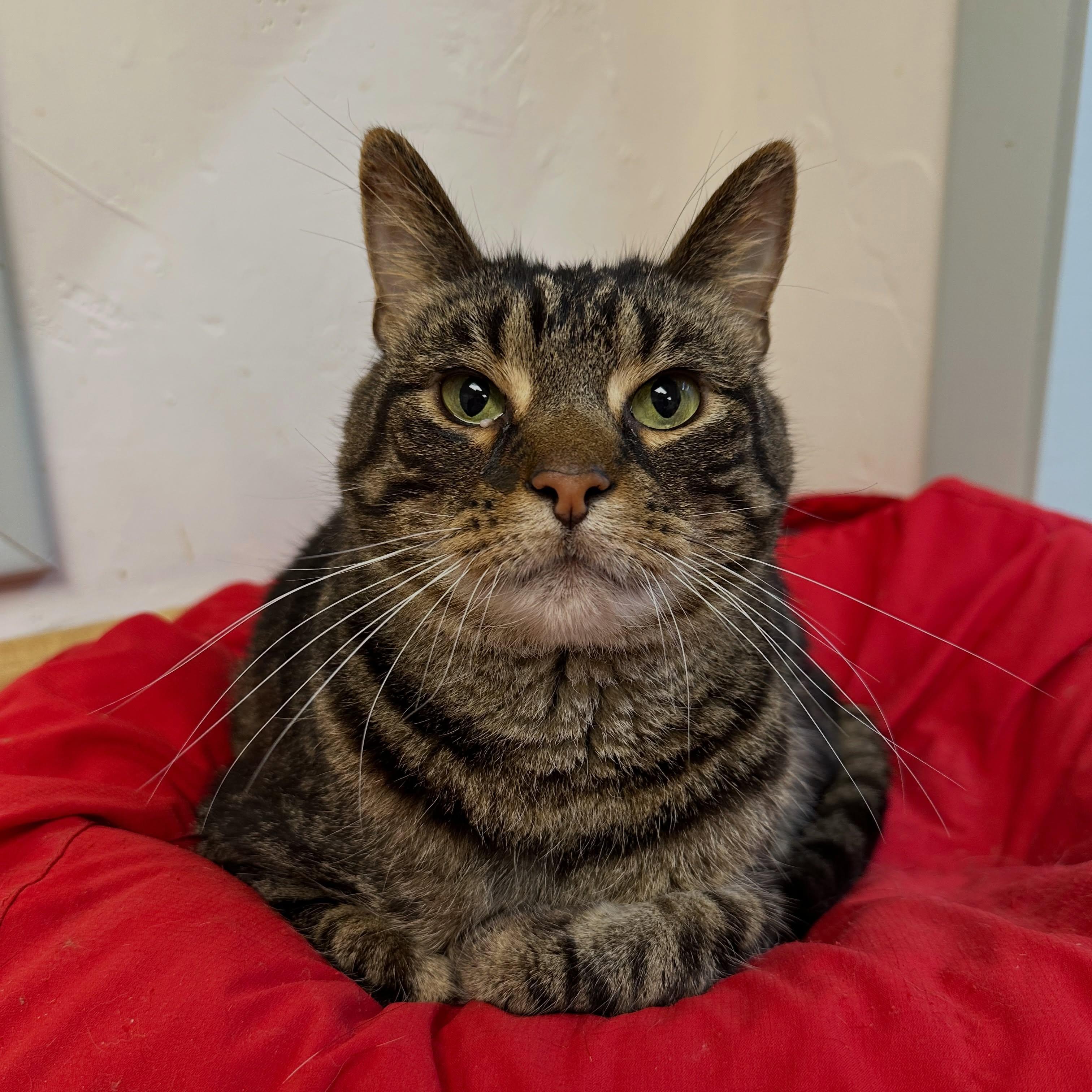 Juju, Adoptable, Adult Male Domestic Short Hair.