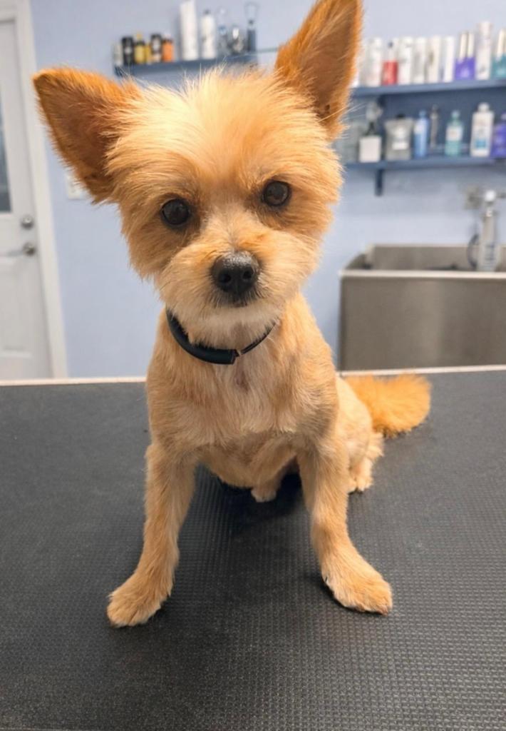 Champ, Adopted, Adult Male Yorkshire Terrier & Pomeranian.