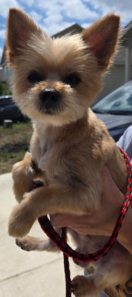 Enlarge Champ, a Adopted mixed breed in San Antonio, TX image 2/3