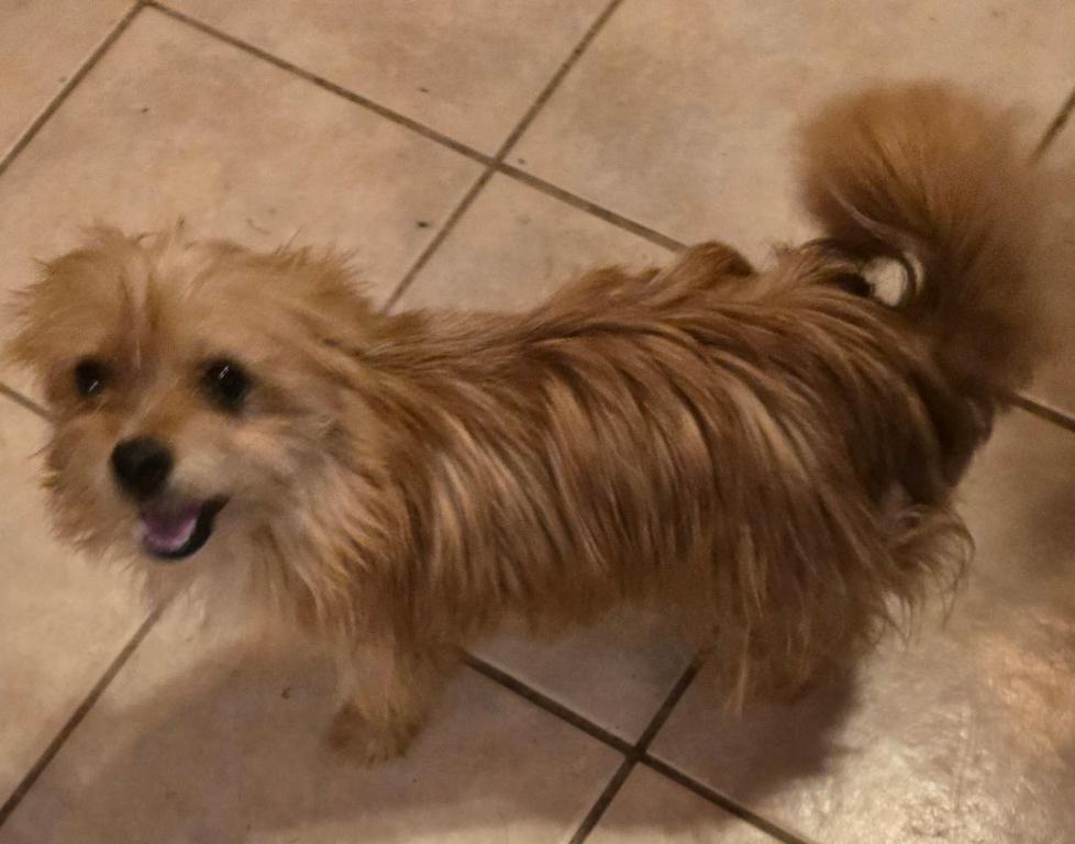 Enlarge Champ, a Adopted mixed breed in San Antonio, TX image 3/3