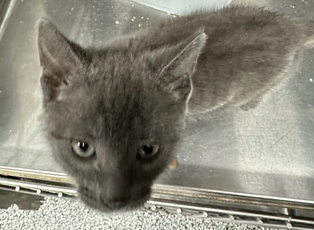 Buda , a Adopted Domestic Medium Hair in Galesburg, IL image 1/3