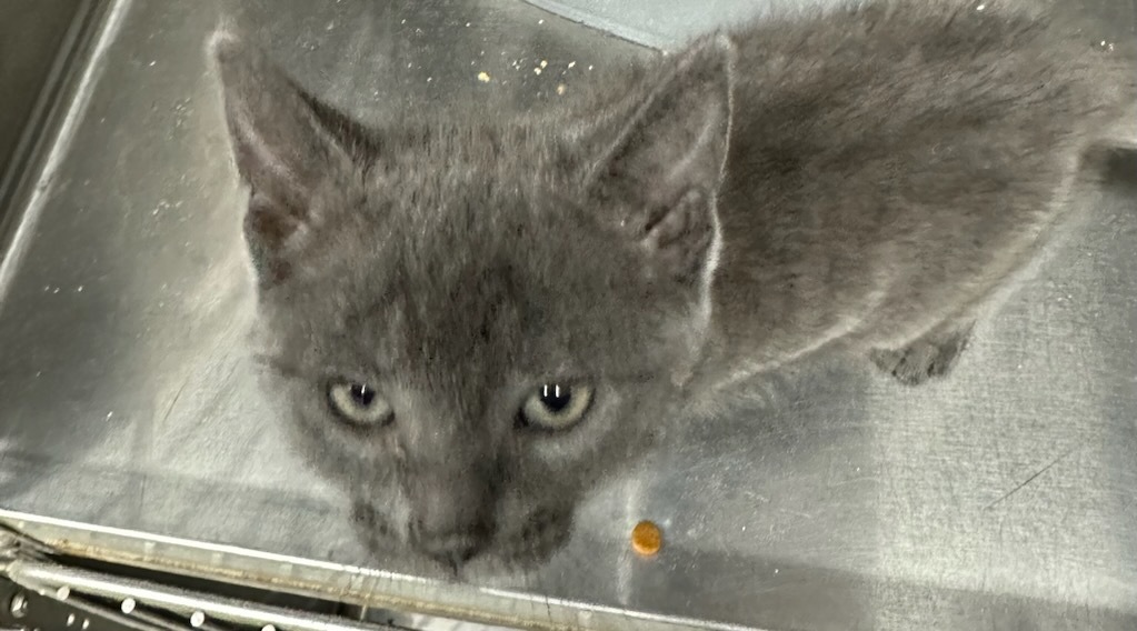 Buda , a Adopted Domestic Medium Hair in Galesburg, IL image 2/3