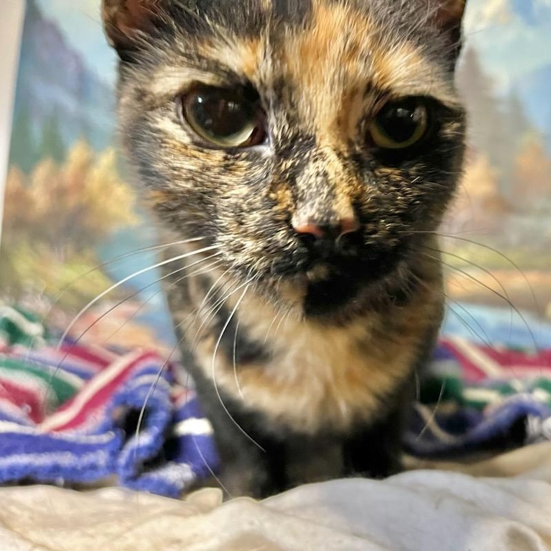 Thalia, a ADOPTABLE Domestic Short Hair in Stanhope, NJ image 1/5