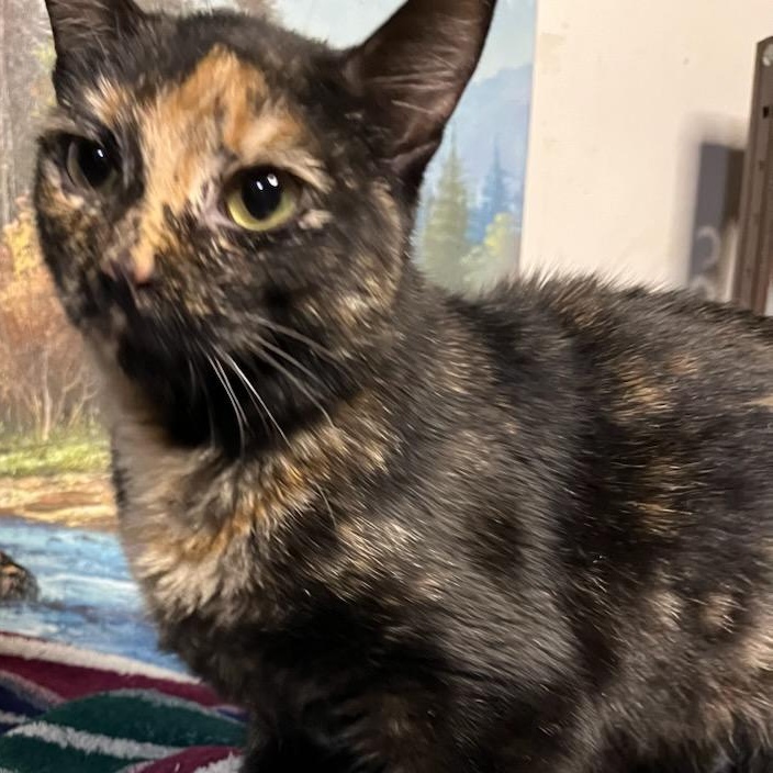 Thalia, a ADOPTABLE Domestic Short Hair in Stanhope, NJ image 2/5