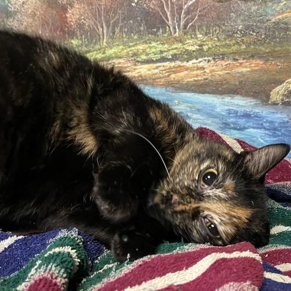 Thalia, a ADOPTABLE Domestic Short Hair in Stanhope, NJ image 3/5