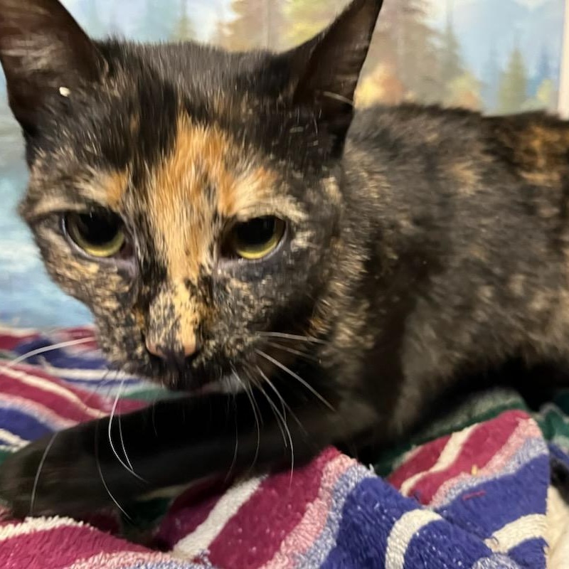 Thalia, a ADOPTABLE Domestic Short Hair in Stanhope, NJ image 5/5