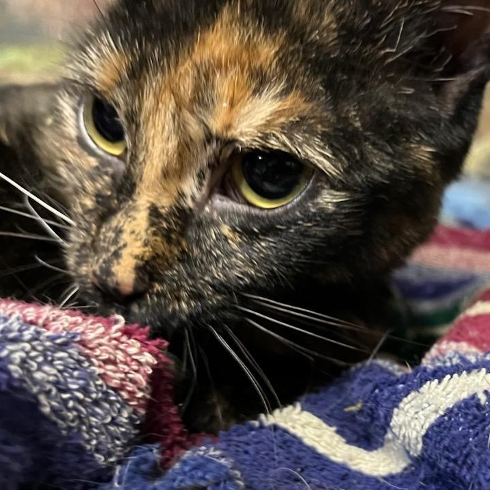 Thalia, a ADOPTABLE Domestic Short Hair in Stanhope, NJ image 4/5