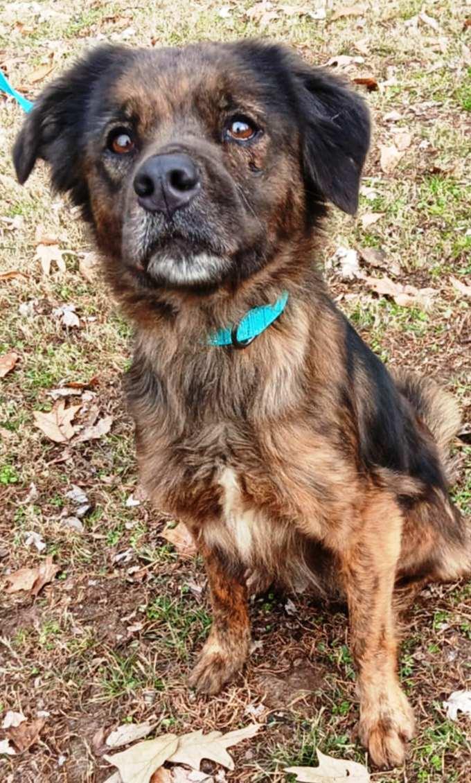 Enlarge Sissy, a Adoptable mixed breed in Princeton, IN image 1/1