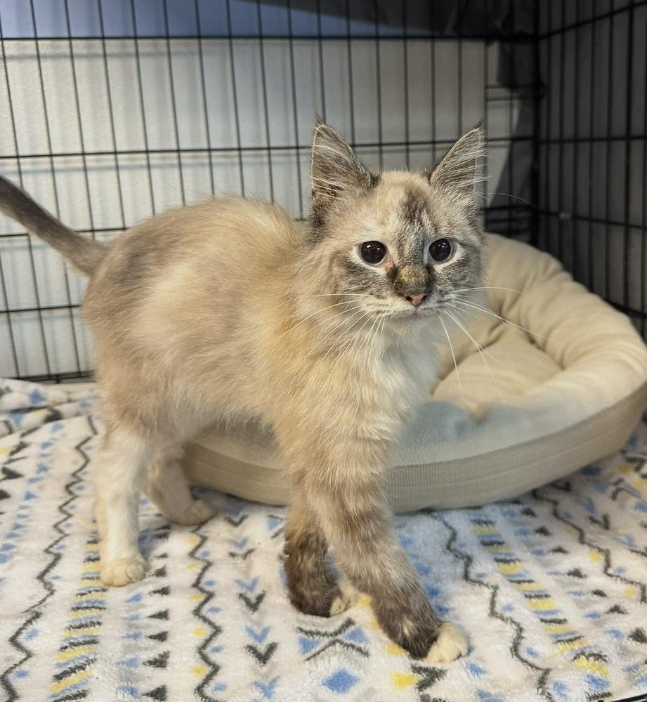 Biscotti, Adoptable, Young Female Domestic Short Hair.