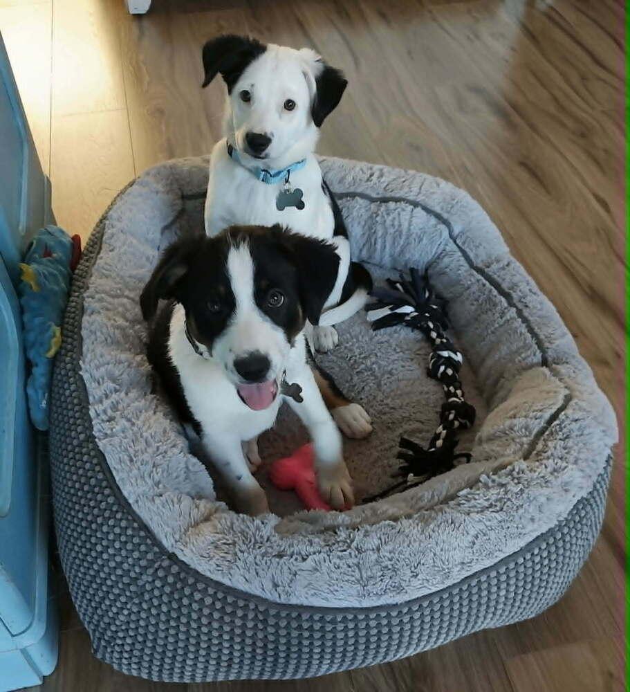 Pinecone, Adoptable, Puppy Male Australian Cattle Dog / Blue Heeler & Australian Shepherd.