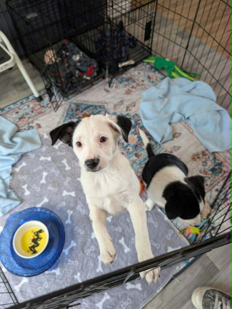 Pinecone, a Adoptable mixed breed in Rathdrum, ID image 2/4